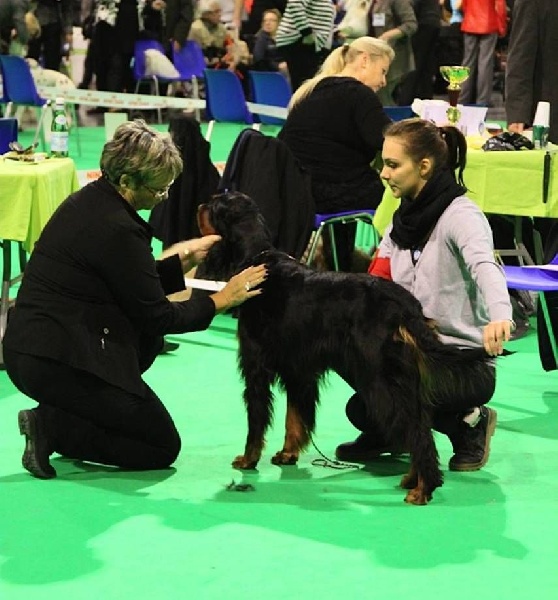 CH. Cib cie ch lux ch bel beaute et expo jazzy of Lady Woodcock